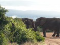/album/photogallery/a2b-safari-jpg1/